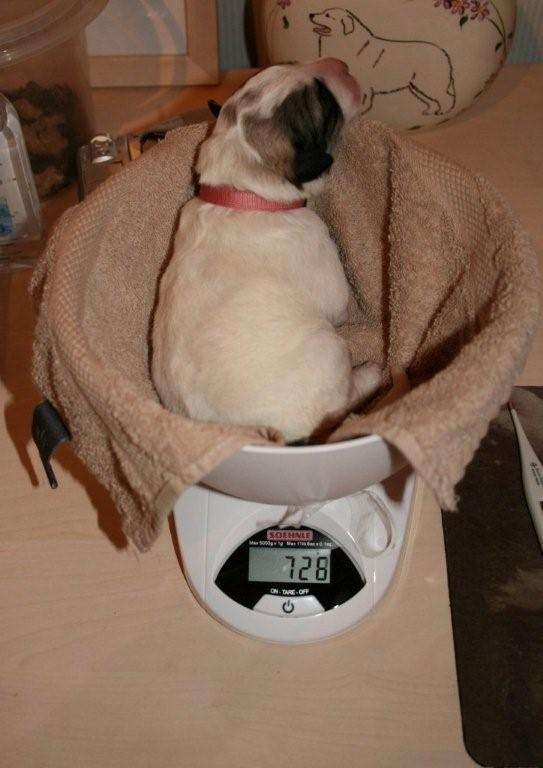 Pup 1 dag 3 726 gram